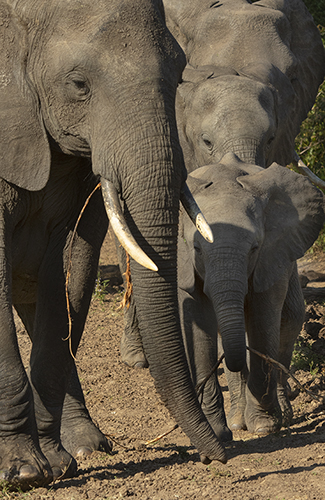 elephant
